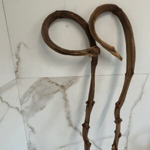 Laska bananowca – naturalny patyk dekoracyjny do kompozycji i stroików