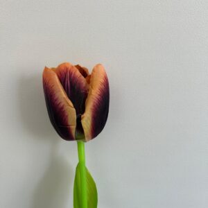 Tulipan satynowy 3D print – bordowo-brązowy