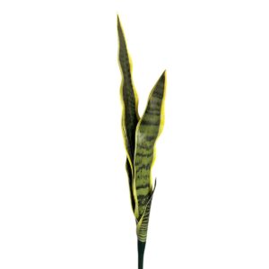 Sansewieria silikonowa 45 cm – 1 szt.