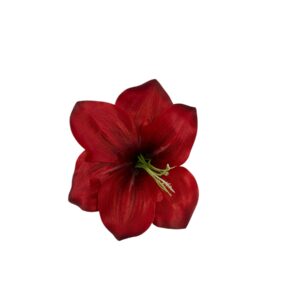 Amarylis – główka kwiatowa Ø 15 cm,  czerwony (24 szt.)