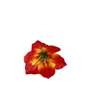 Amarylis – główka kwiatowa Ø 15 cm, czerwony neonowy (24 szt.)