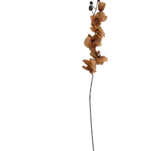 Storczyk satynowy karmelowy 77 cm – 5 kwiatów (1 szt.)