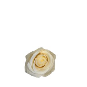 Róża RH1 kremowa Ø 8 cm H: 7 cm - 12szt.
