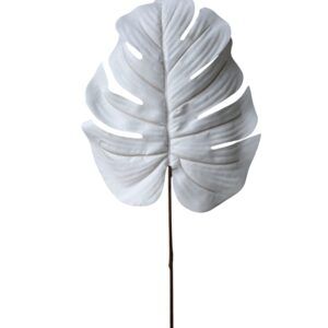 Monstera biała – 63 cm 6szt.