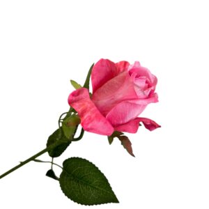 Róża pojedyncza MG soczysty róż Q –  5 cm długość 50 cm - 1szt.