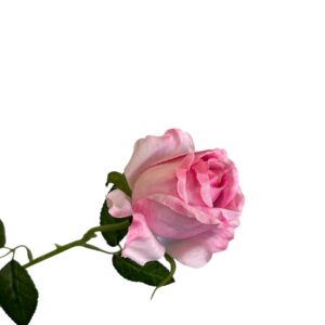 Róża pojedyncza MG jasno różowa Q –  5 cm długość 50 cm - 1szt.