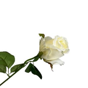 Róża pojedyncza MG biała Q –  5 cm długość 50 cm - 1szt.