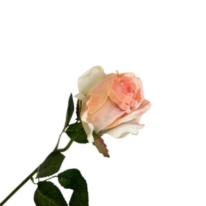 Róża pojedyncza MG łososiowa Q –  5 cm długość 50 cm - 1szt.