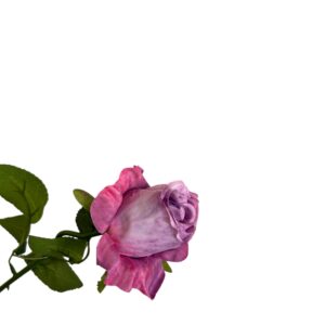 Róża pojedyncza MG Fiolet z nutą różu Q –  5 cm długość 50 cm - 1szt.