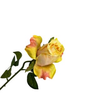 Róża pojedyncza MG żółta Q –  5 cm długość 50 cm - 1szt.