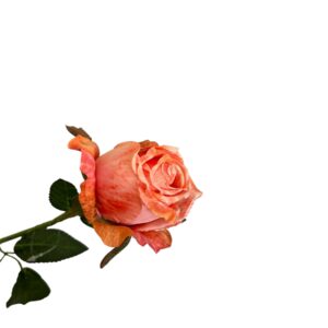 Róża pojedyncza MG soczysty pomarańcz Q –  5 cm długość 50 cm - 1szt.