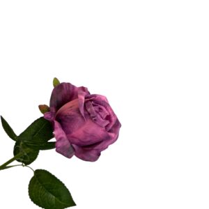 Róża pojedyncza MG ciemny fiolet Q –  5 cm długość 50 cm - 1szt.