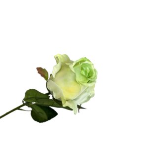 Róża pojedyncza MG zielona Q –  5 cm długość 50 cm - 1szt.