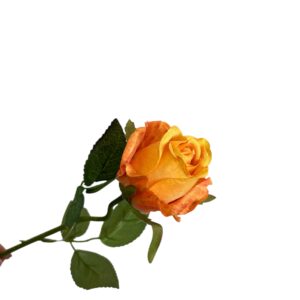 Róża pojedyncza MG żółto pomarańczowa Q –  5 cm długość 50 cm - 1szt.
