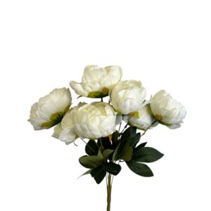 Piwonia – bukiet 7 gałązek  kolor biały śmietankowy