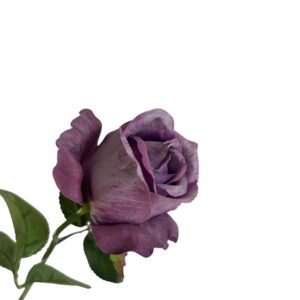 Róża pojedyncza MG śliwkowy fiolet Q –  5 cm długość 50 cm - 1szt.