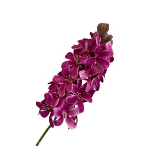 Hiacynt 52 cm  różowy z białymi końcówkami  – 1 szt.