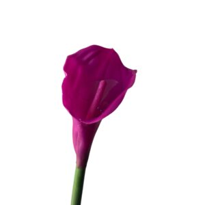 Kalia Calla silikonowa 70 cm fuksjowa   - 1 szt.