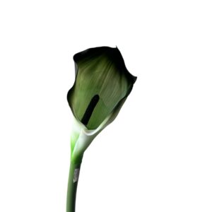 Kalia Calla silikonowa 70 cm Zielona z czarnym akcentem  - 1 szt.