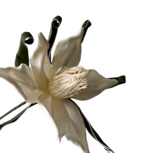 MAGNOLIA piankowa z zielonymi listkami wys. 53 (główka 27x14 cm) Ecru - 1 szt.