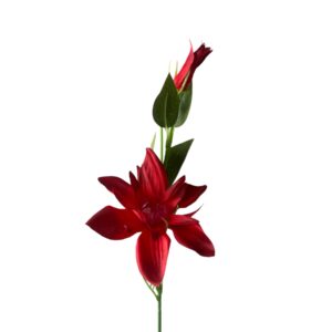 Clematis gałązka czerwony 56 cm – 1 szt.