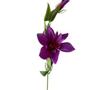 Clematis gałązka fioletowy mix  56 cm – 1 szt.