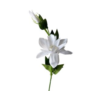 Clematis gałązka biały 56 cm – 1 szt.