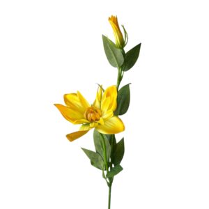 Clematis gałązka żółty 56 cm – 1 szt.