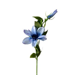 Clematis gałązka niebieski  56 cm – 1 szt.