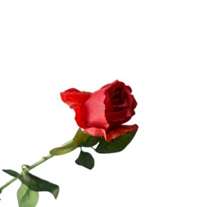 Róża pojedyncza MG czerwona Q – 5 cm długość 50 cm - 1szt.