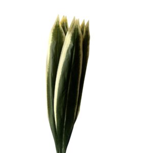 Liść Dracena Q22 – liść dekoracyjny