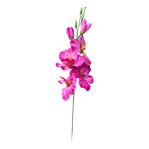 Mieczyk pojedynczy  54 cm  ciemny róż-  6szt.