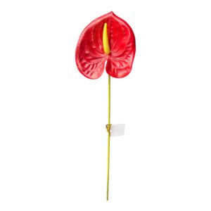 ANTURIUM gumowe 60 CM – CZERWONE 1 szt.