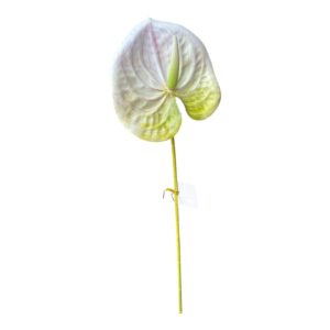 ANTURIUM gumowe 60 CM – biało-zielone 1 szt.