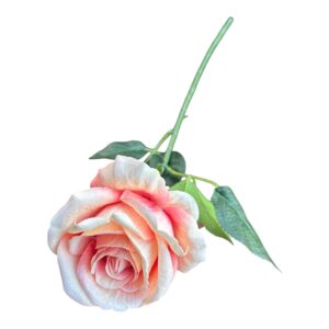Róża Welurowa Luxor  50 cm  Q- 9 cm morelowa