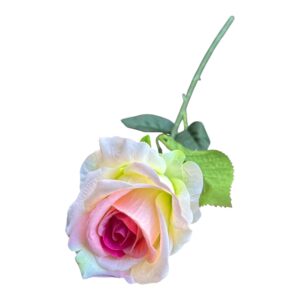 Róża Welurowa Luxor  50 cm  Q- 9 cm  delikatny róż