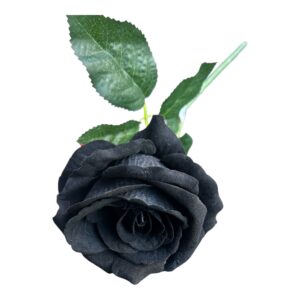 Róża Welurowa Luxor  50 cm  Q- 9 cm czarna
