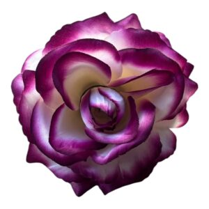 Róża wyrobowa NS –   Amarantowa Perła – 10 cm – 1 szt.