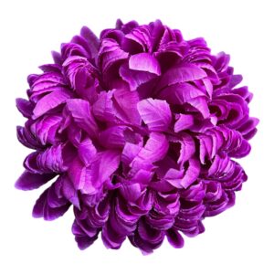 Chryzantema Ananas Premium Fioletowa – 14 cm - 6 szt.