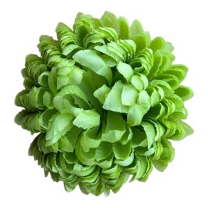 Chryzantema Ananas Premium Zielona – 14 cm - 6 szt.