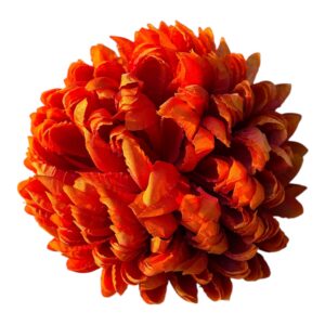 Chryzantema Ananas Premium  ognisty pomarańcz – 14 cm - 6 szt.
