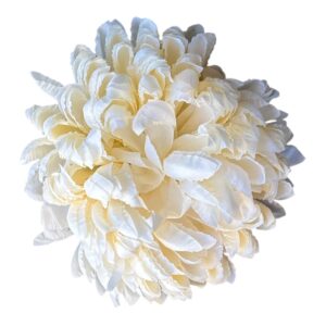 Chryzantema Ananas Premium  kremowa – 14 cm - 6 szt.
