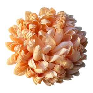 Chryzantema Ananas Premium  brzoskwiniowy– 14 cm - 6 szt.