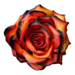 Róża Cesarska Exclusive 14 cm – Podpalana Premium Ognisty pomarańcz - 6 szt.