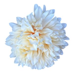 Chryzantema wyrobowa V33 – 12 cm krem- 12 szt.