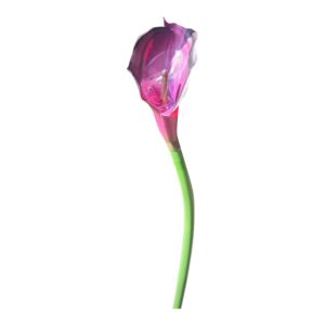 Kalia Calla silikonowa 70 cm – Śliwkowy fiolet – 1 szt.