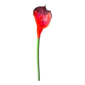 Kalia silikonowa 70 cm – Rubinowa Czerwień – 1 szt.