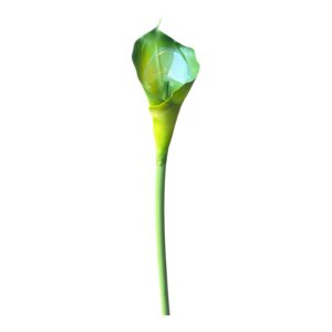 Kalia silikonowa 70 cm M2  – Zielony – 1 szt.