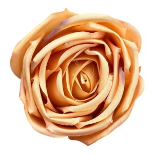 Róża Angielska Wyrobowa 8 cm brzoskwiniowy - 12 szt.