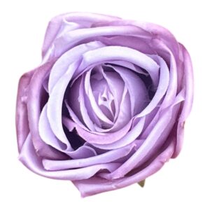 Róża Angielska Wyrobowa 8 cm lawendowy fiolet - 12 szt.